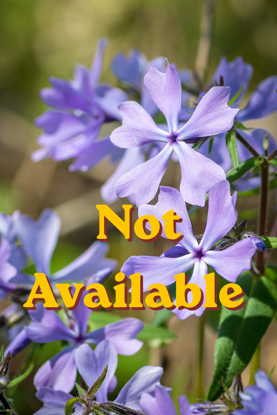 Wild Blue Phlox