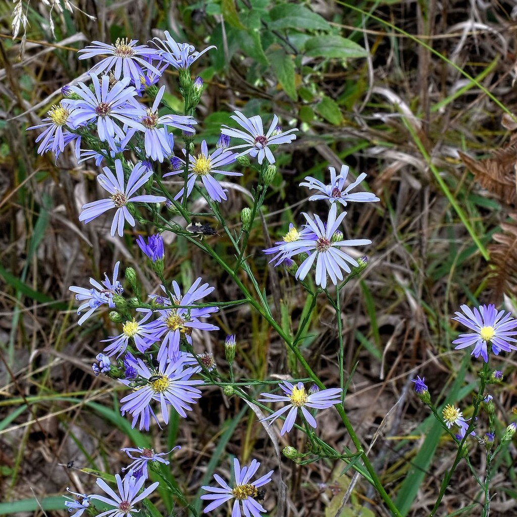 1024px-Symphyotrichum_oolentangiense_10135016_(cropped).jpg