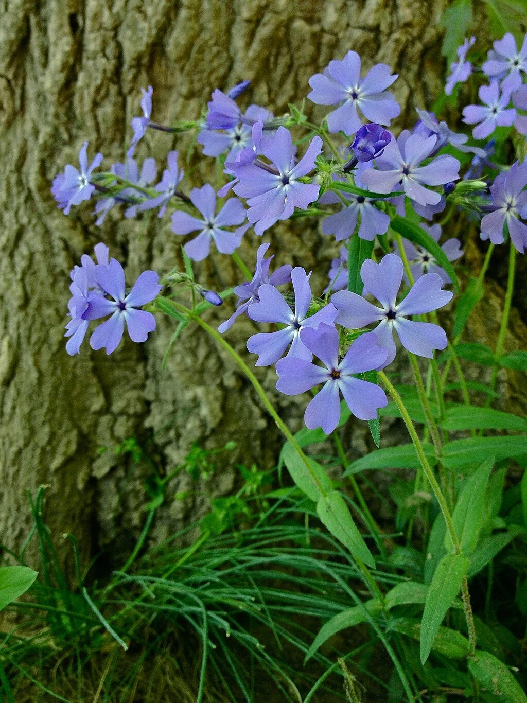 Wild Blue Phlox