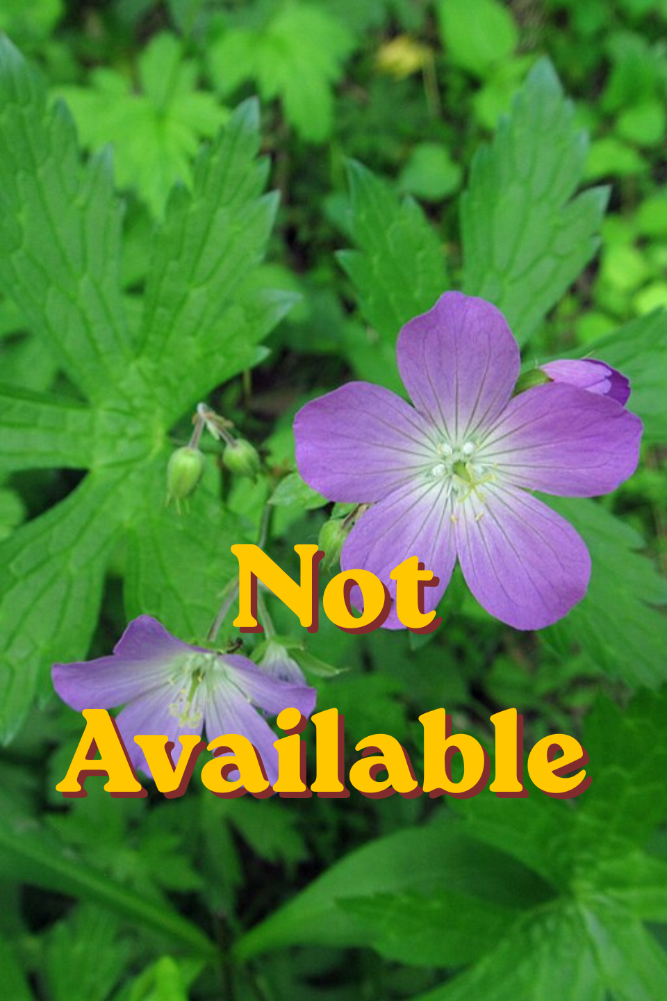 Wild/Spotted Geranium