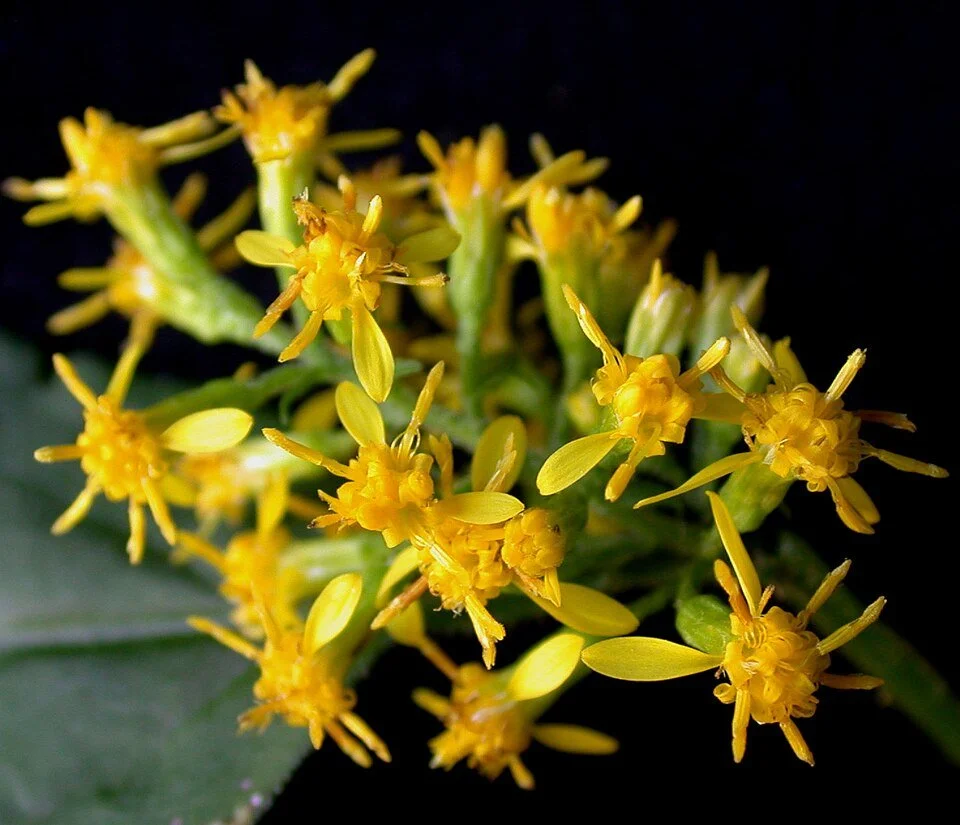 960px-Solidago_flexicaulis_15-p.bot-solida.flexi-06.jpg