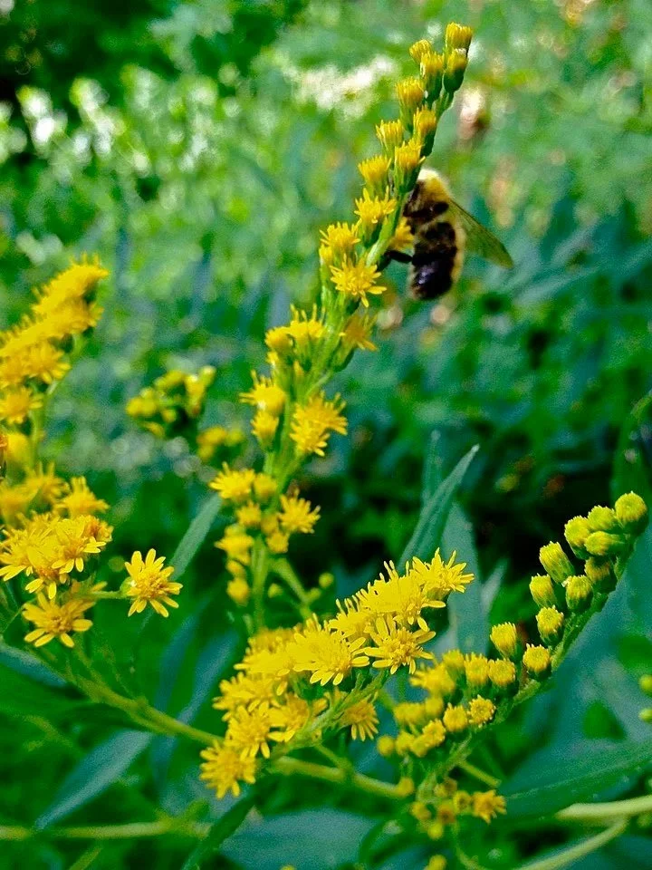 960px-Solidago_juncea_-_Early_Goldenrod.jpg