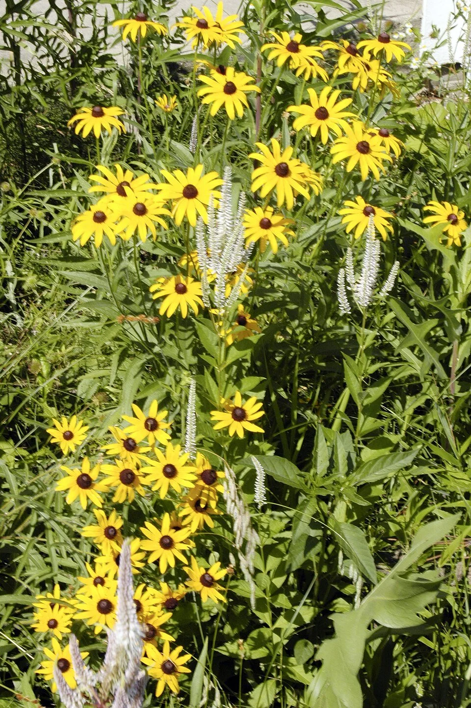960px-Rudbeckia_hirta_BLACK-EYED_SUSAN_(4682464152).jpg