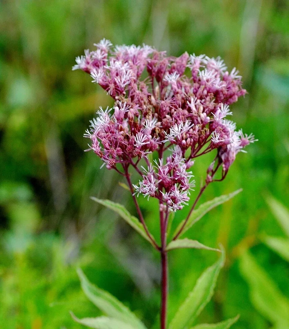 960px-Spotted_Joe_Pye_weed_Eutrochium_maculatum_Baileys_Harbor_Wisconsin.jpg