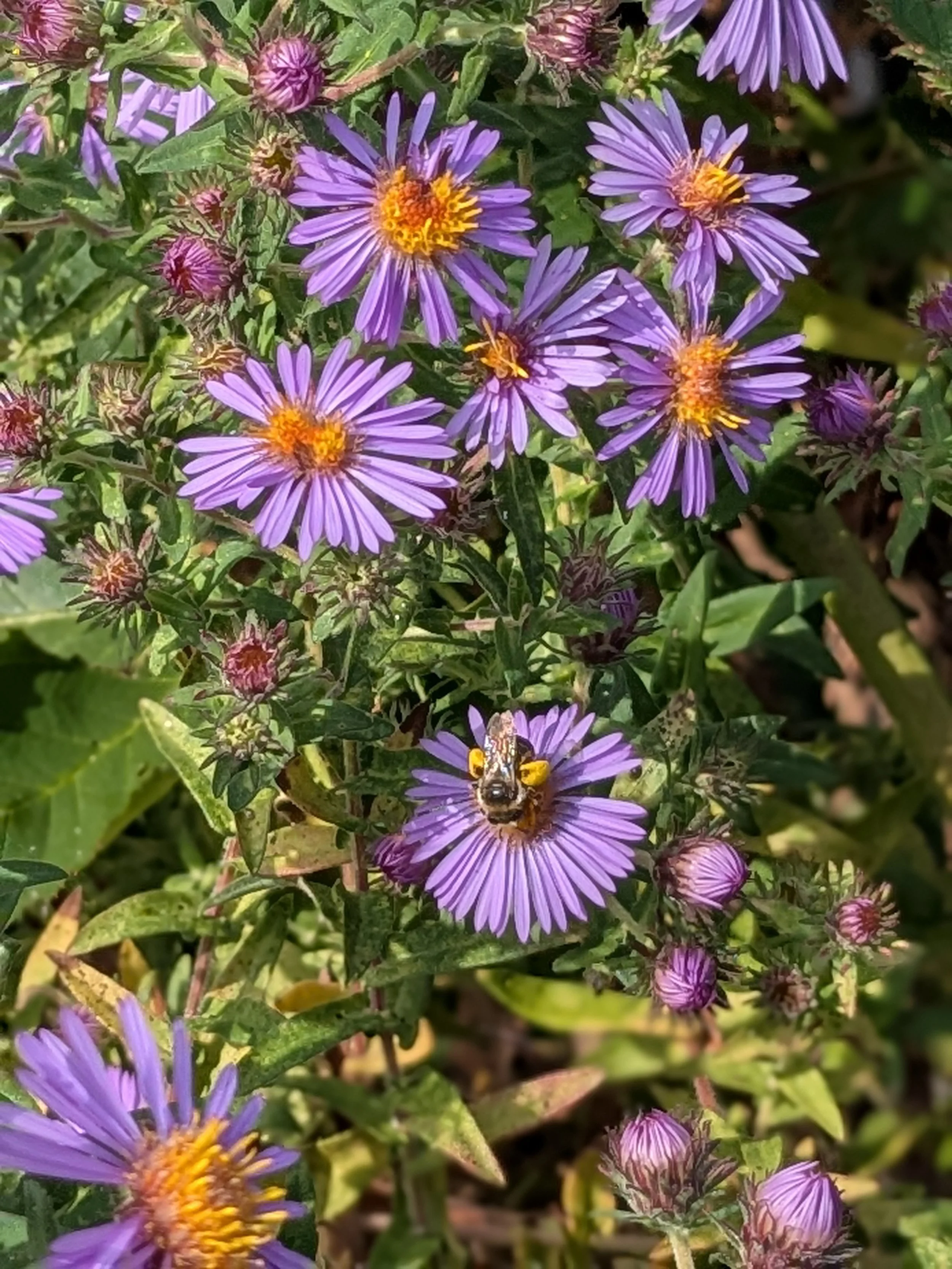 PXL_20250913_185321579.PORTRAIT.jpg (Copy)