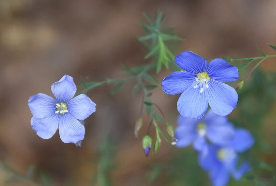 960px-Linum_lewisii_in_Christchurch_Botanic_Gardens.jpg