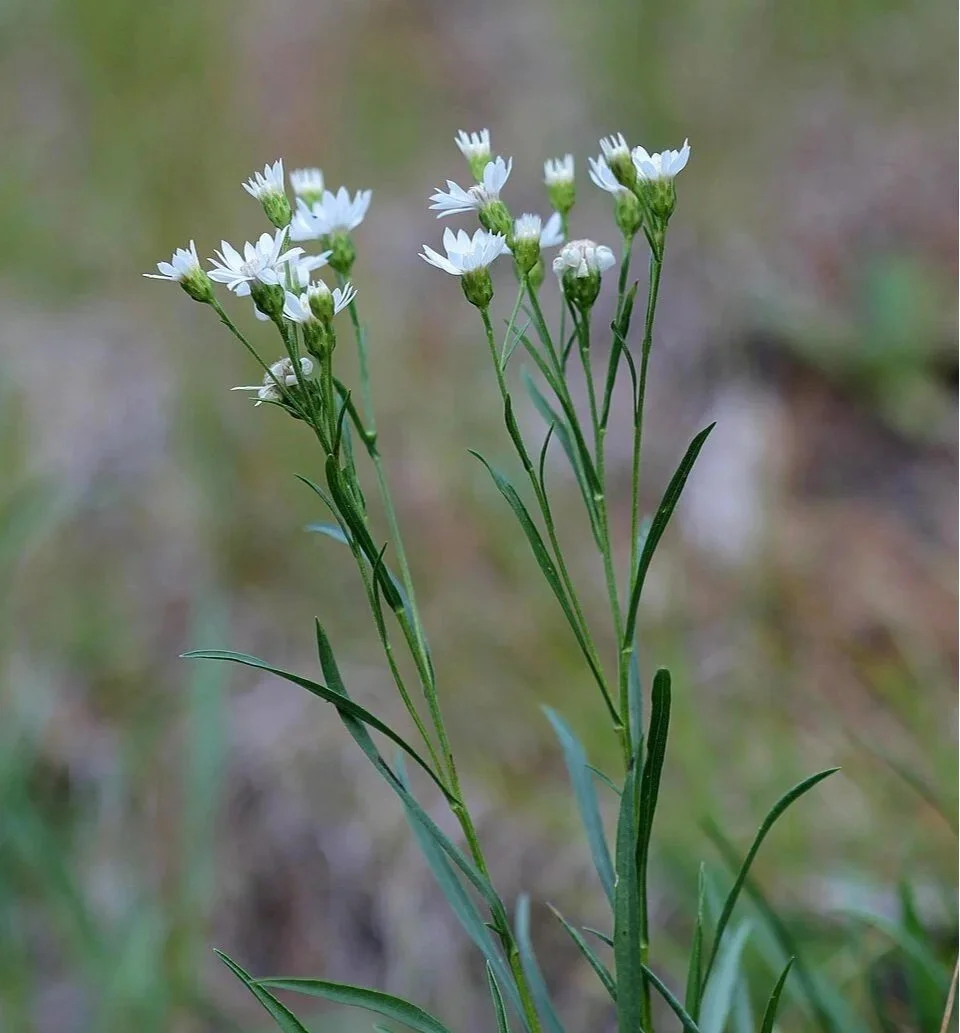 960px-Solidago_ptarmicoides_5474301.jpg