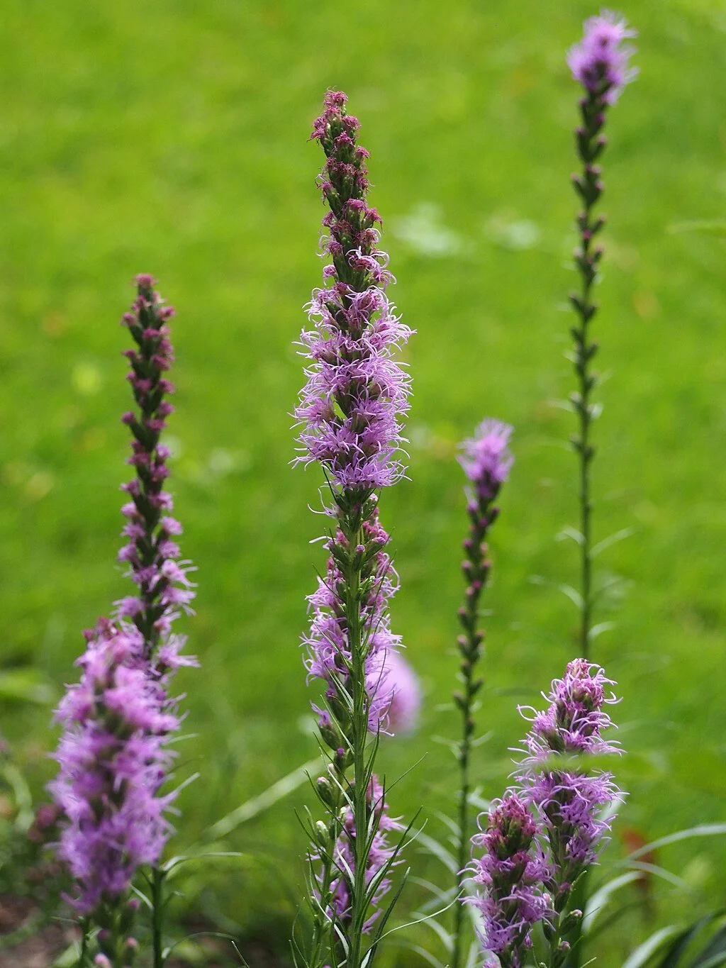Dense Blazing Star