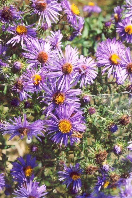 512px-Symphyotrichum_novae-angliae_NRCS-03.jpg (Copy)