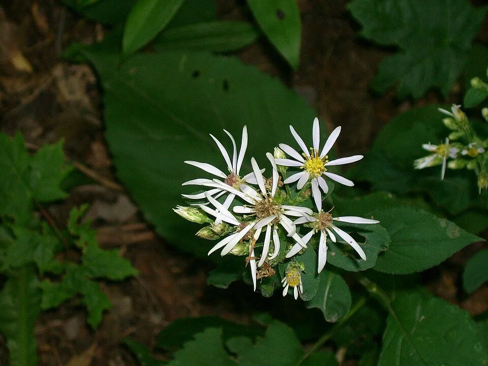 960px-Eurybia_macrophylla,_Whitefish_Island.jpg
