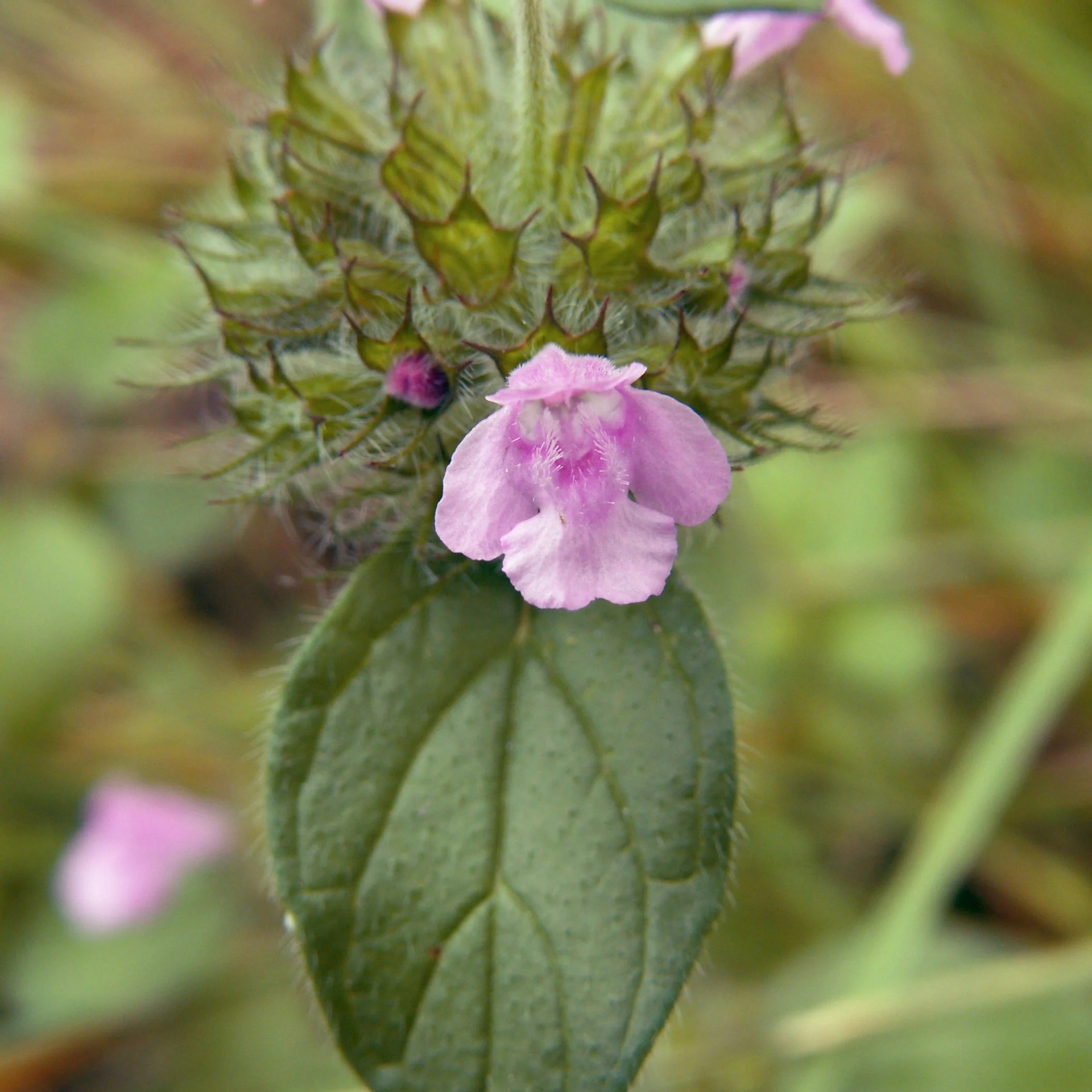 Clinopodium_vulgare,_Montour_Trail,_2024-09-24-2.jpg