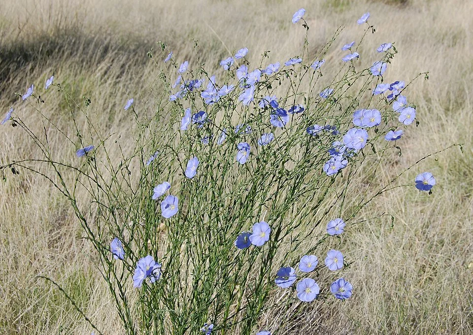 960px-Linum_lewisii,_blue_flax,_Albuquerque.jpg