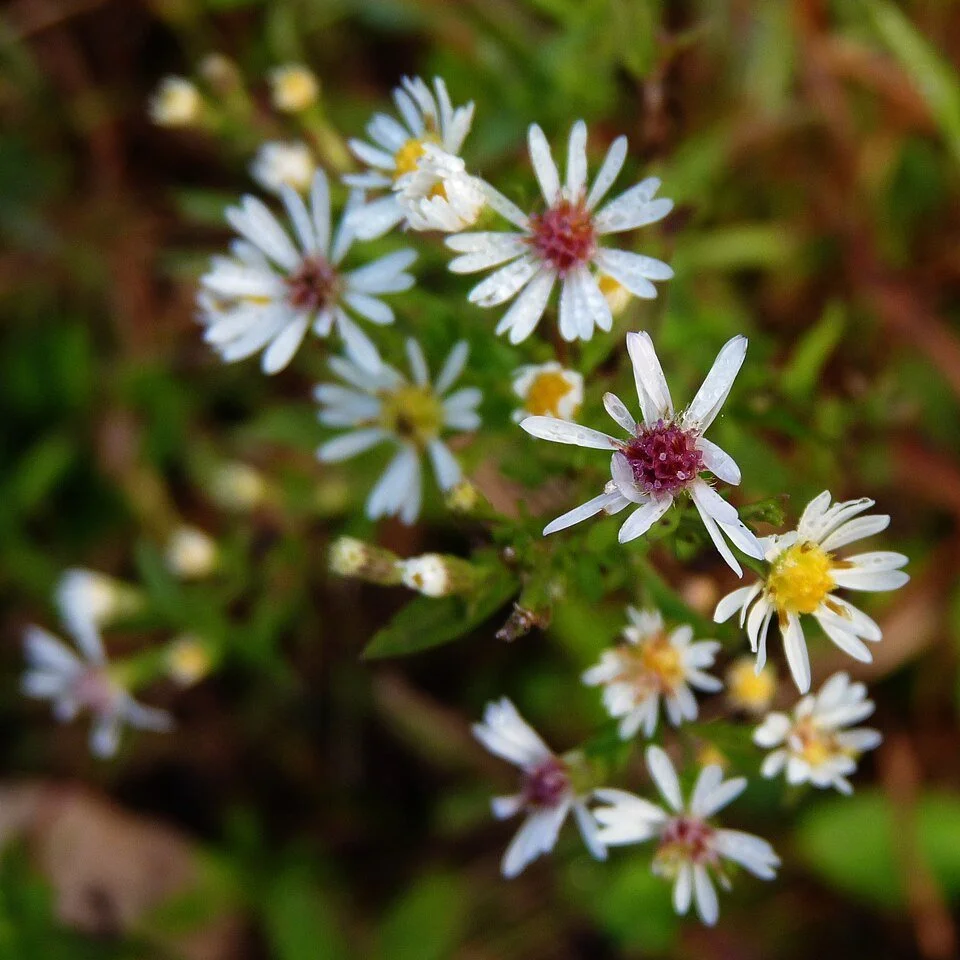 960px-Symphyotrichum_lateriflorum_2.jpg