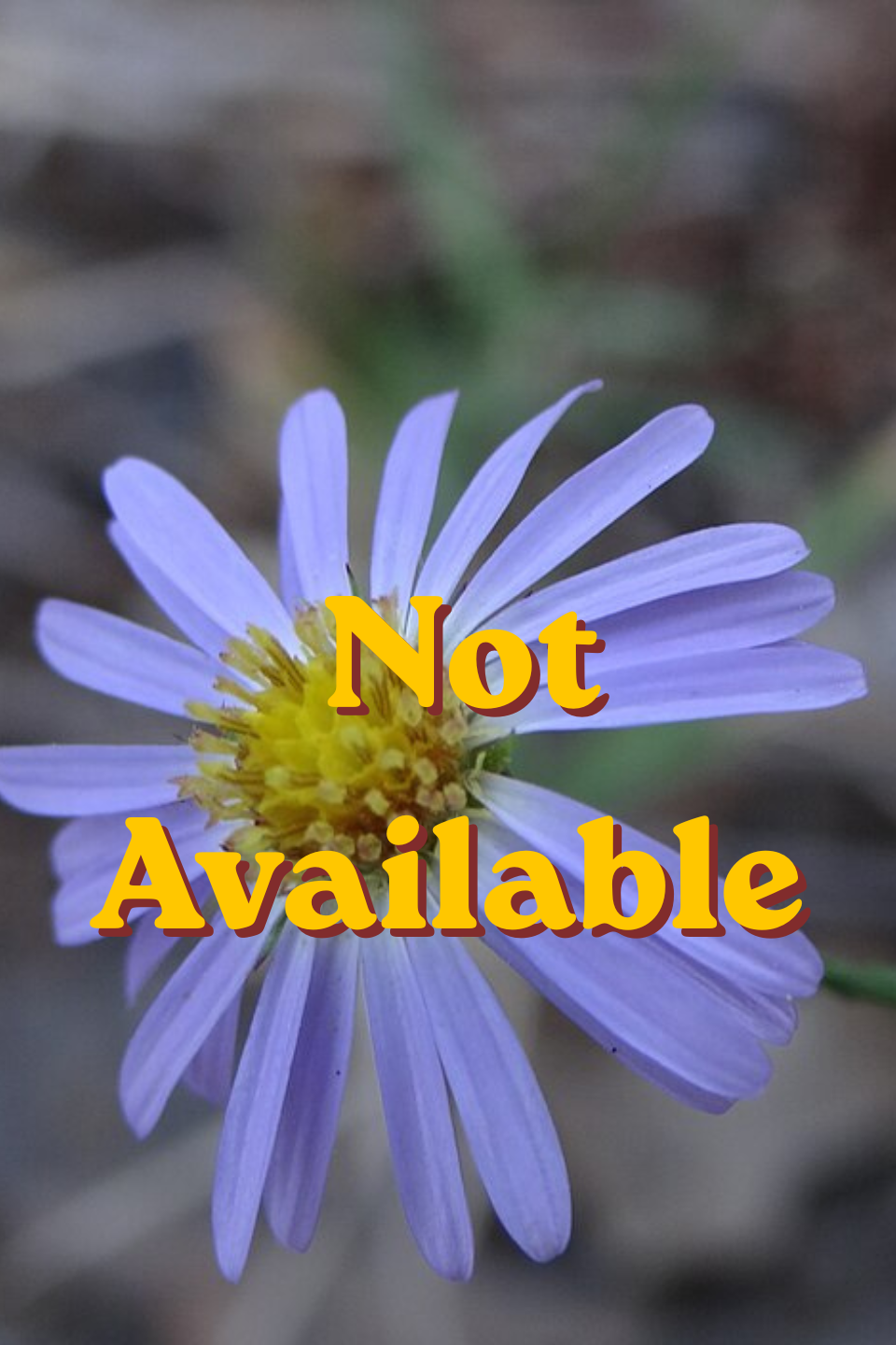 Sky Blue Aster