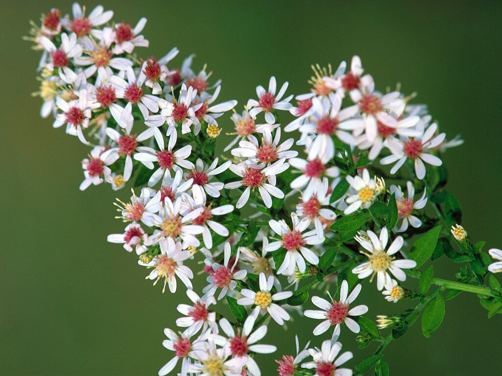 Calico Aster