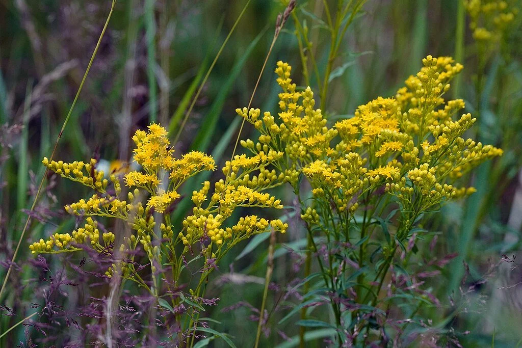 Early Goldenrod