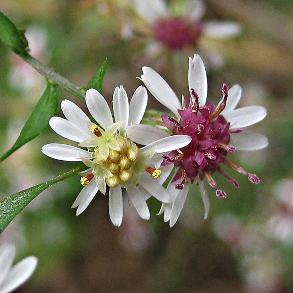 960px-Calico_Asters_25_September_2012_(cropped2).jpg