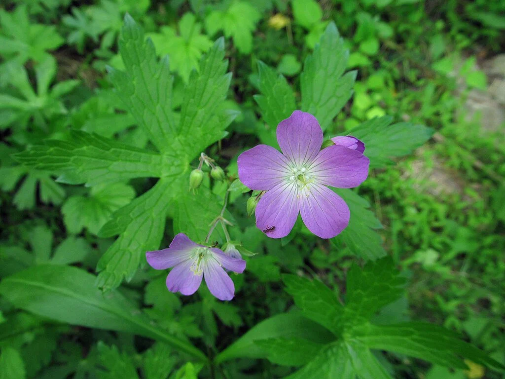 Wild/Spotted Geranium