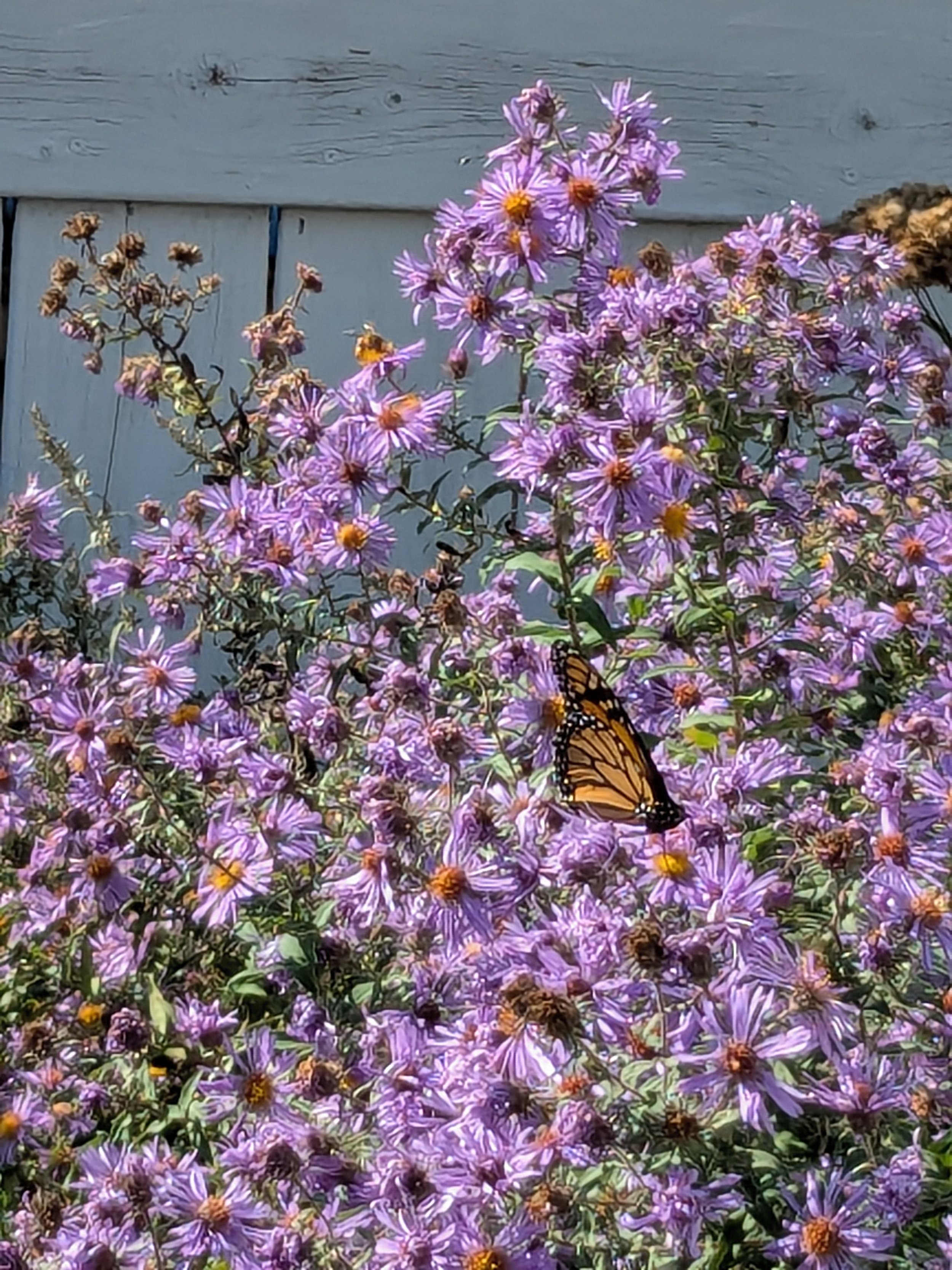 PXL_20250926_170728495.MP.jpg (Copy)