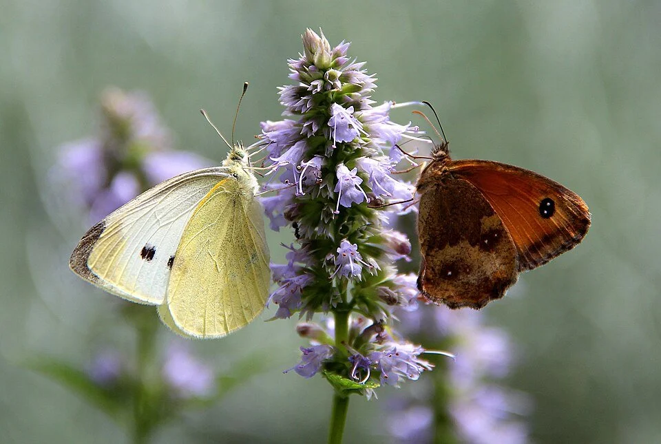 960px-0_Pieris_rapae_&_Pyronia_tithonus_-_Agastache_foeniculum_-_Havré.jpg