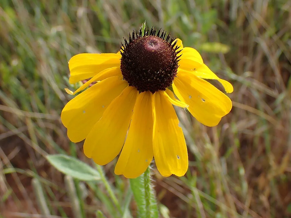 960px-Black-eyed_susan_at_Lake_Arcadia.jpg