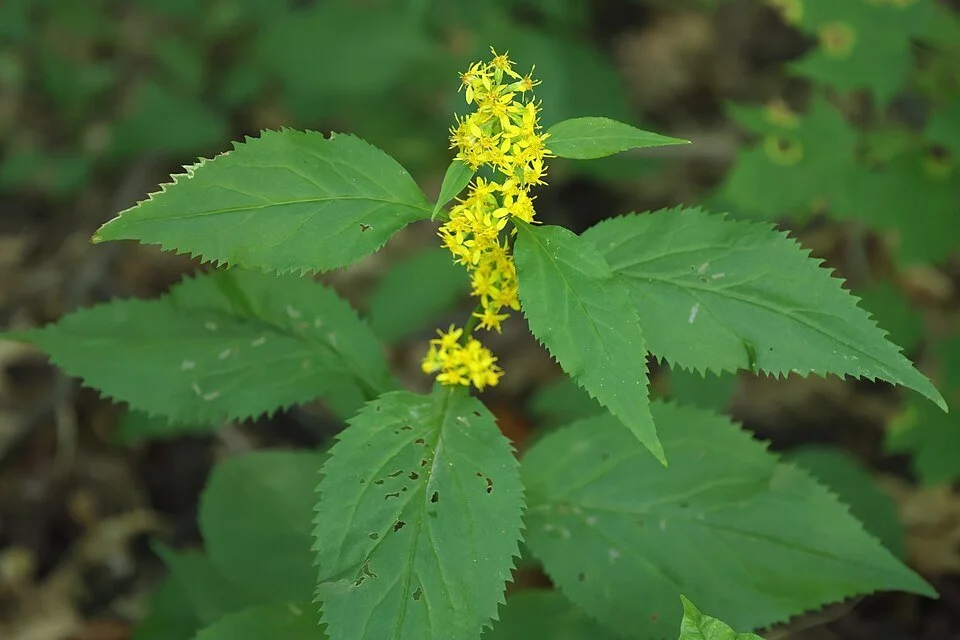 960px-Solidago_flexicaulis_UL_03.jpg