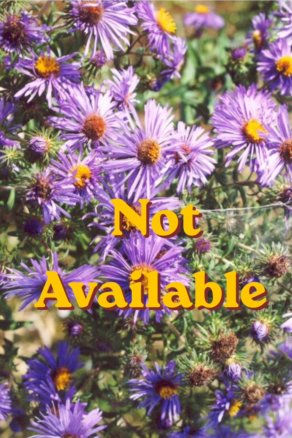 New England Aster
