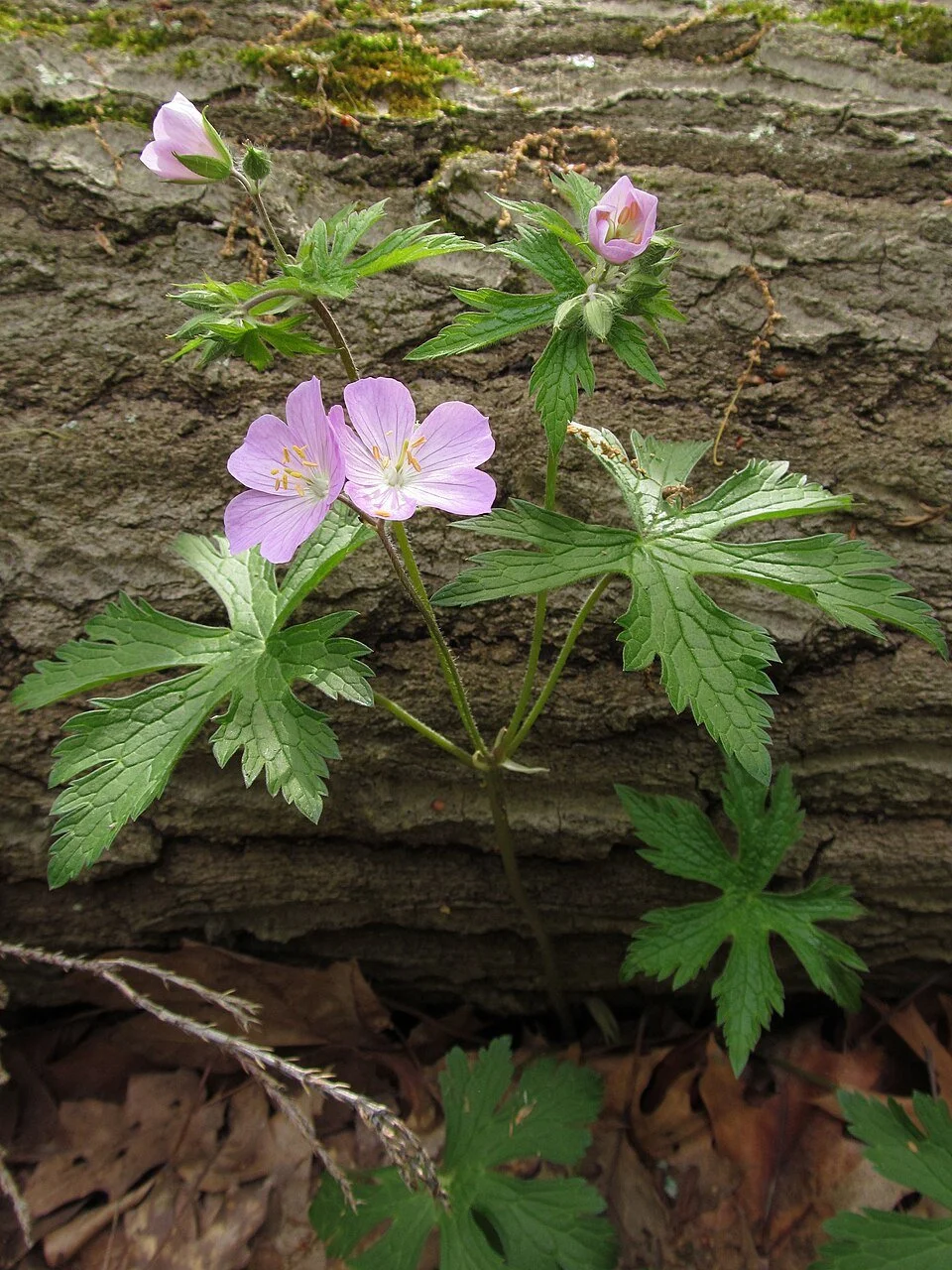 960px-Geranium_maculatum,_2021-05-06,_Bird_Park,_02.jpg