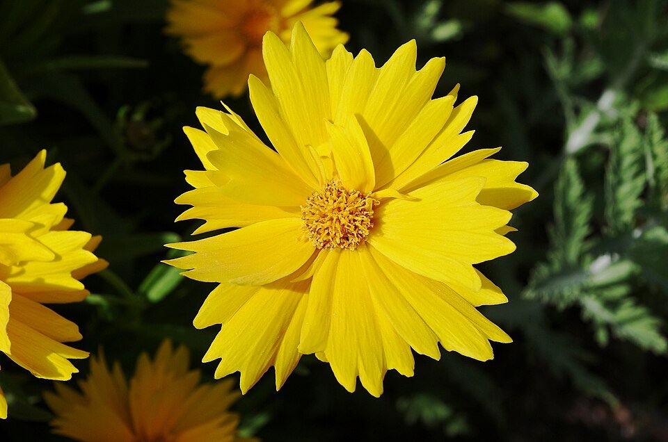 960px-Coreopsis_FR_2012.jpg