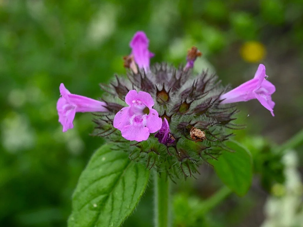 Wild Basil