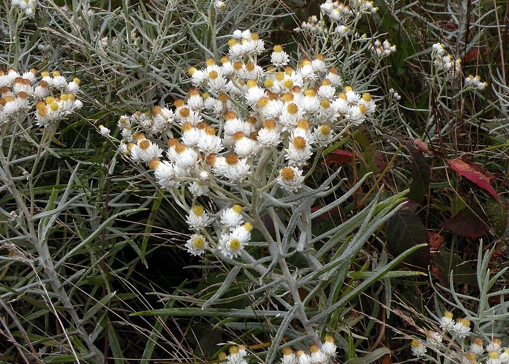 Pearly Everlasting