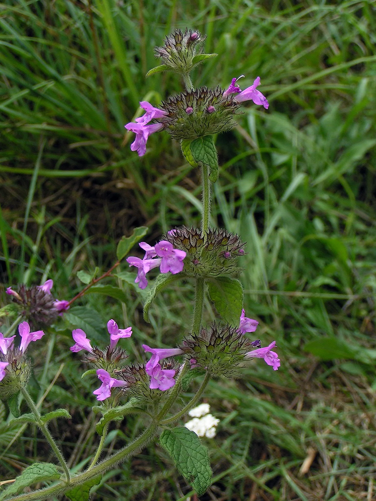 Clinopodium_vulgare01.jpg
