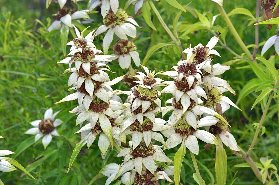 960px-Monarda_punctata_554506754.jpg