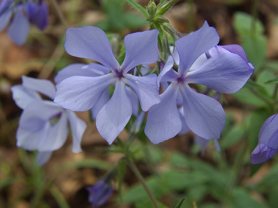960px-Phlox_divaricata,_2023-04-22,_Trillium_Trail,_01.jpg