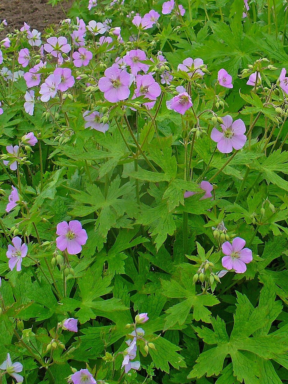 960px-Geranium_maculatum_0001.jpg