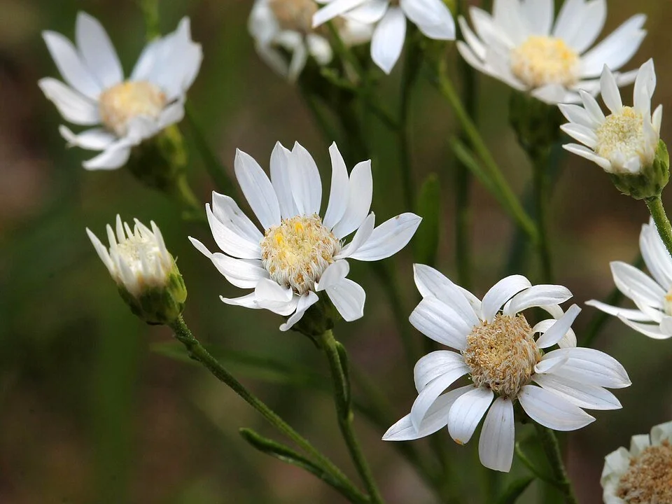 960px-Solidago_ptarmicoides_5474300.jpg