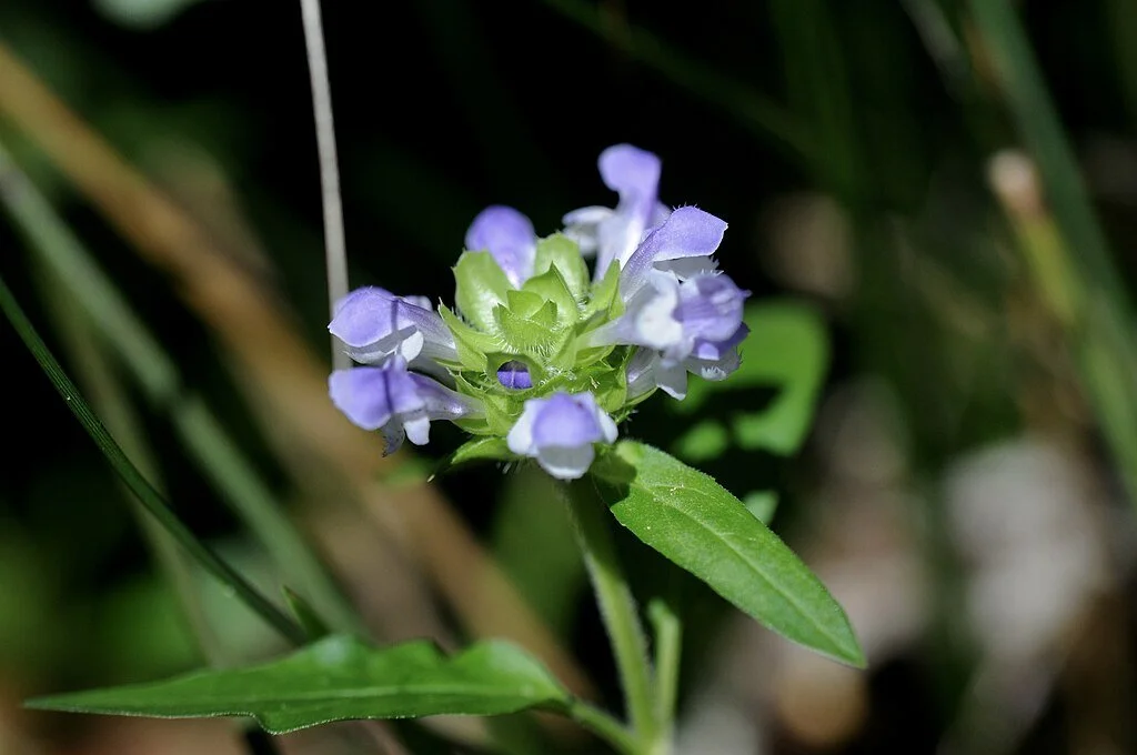 Lance-leaved Self-heal