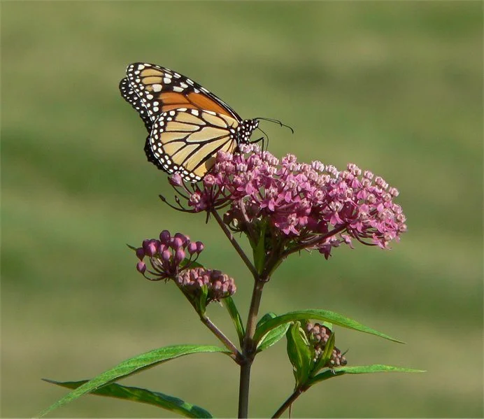 Swamp Milkweed