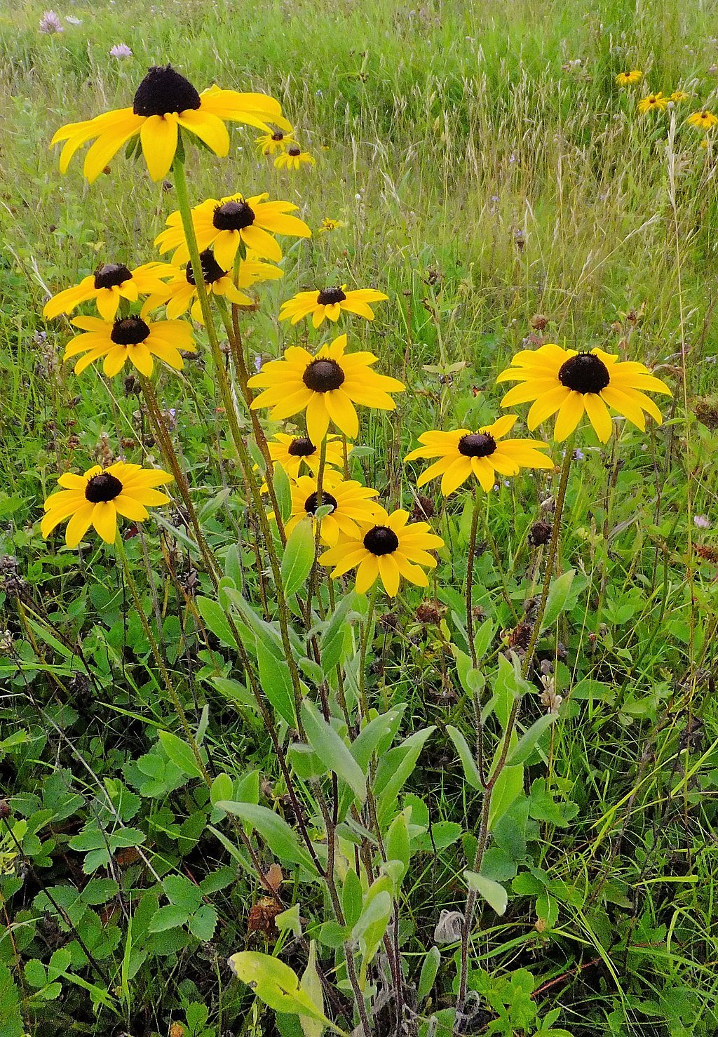 Black-eyed Susan