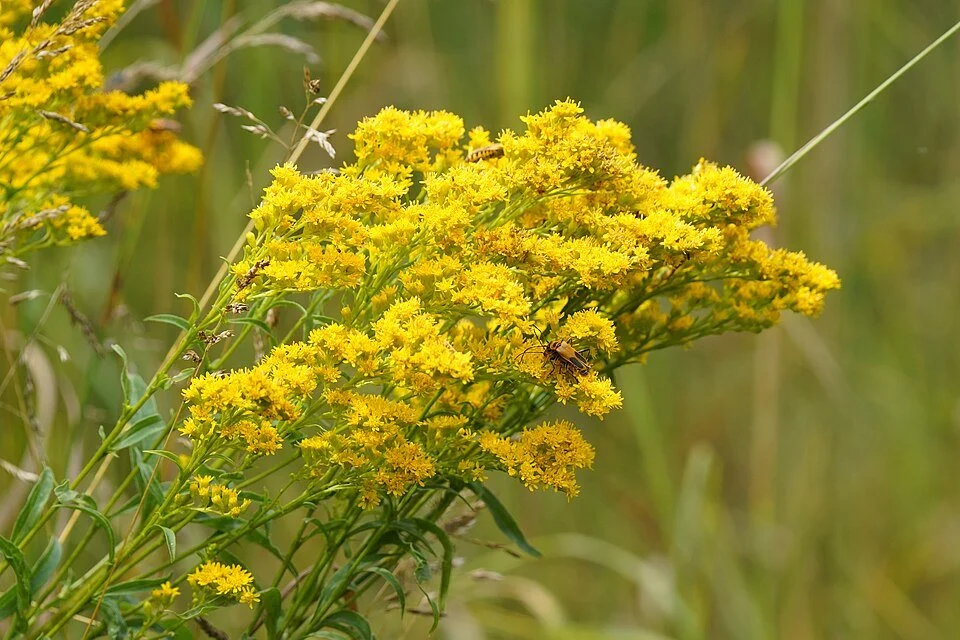 960px-Early_goldenrod_with_goldenrod_soldier_beetles_(53904480889).jpg