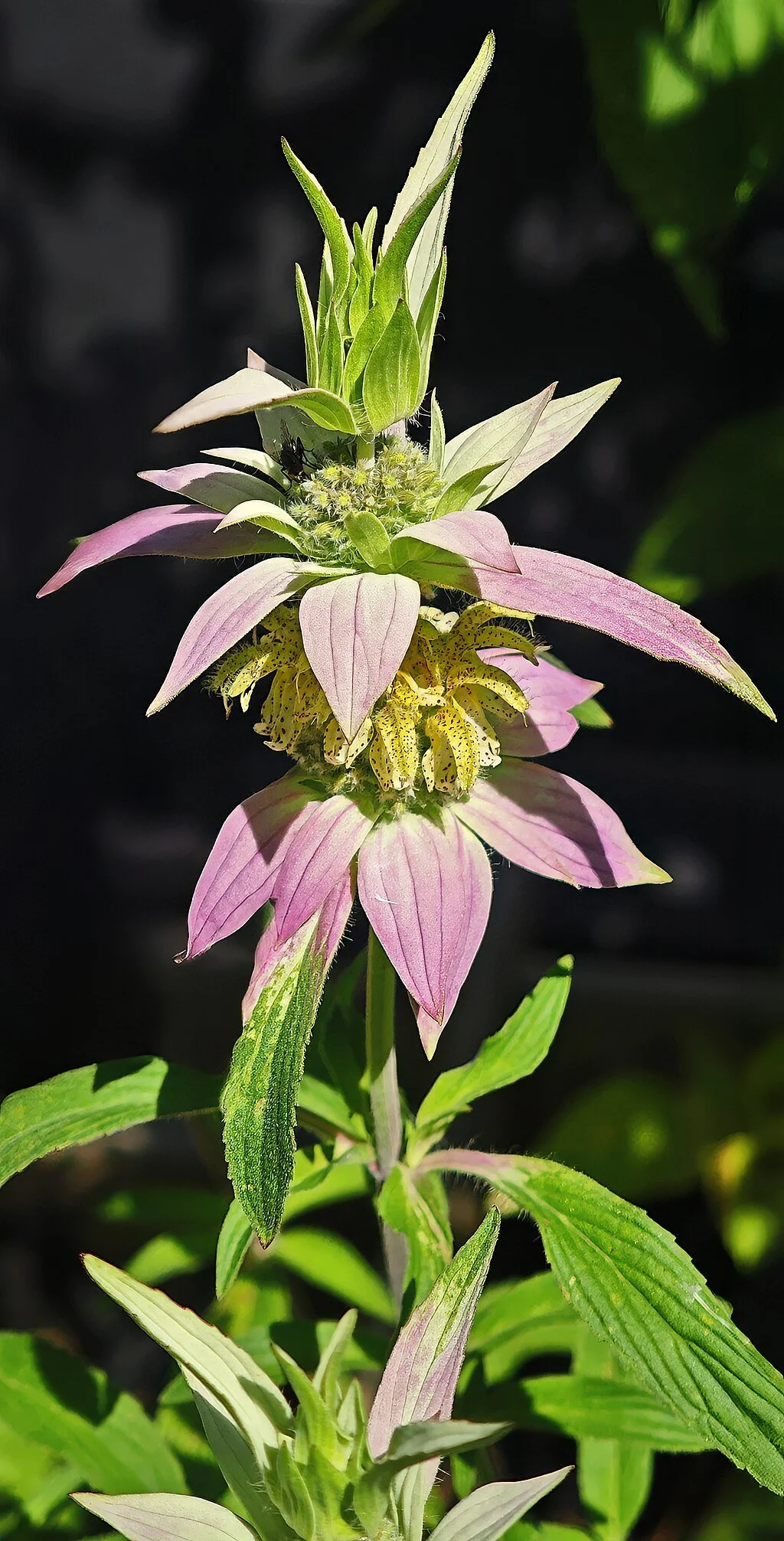 Spotted Beebalm