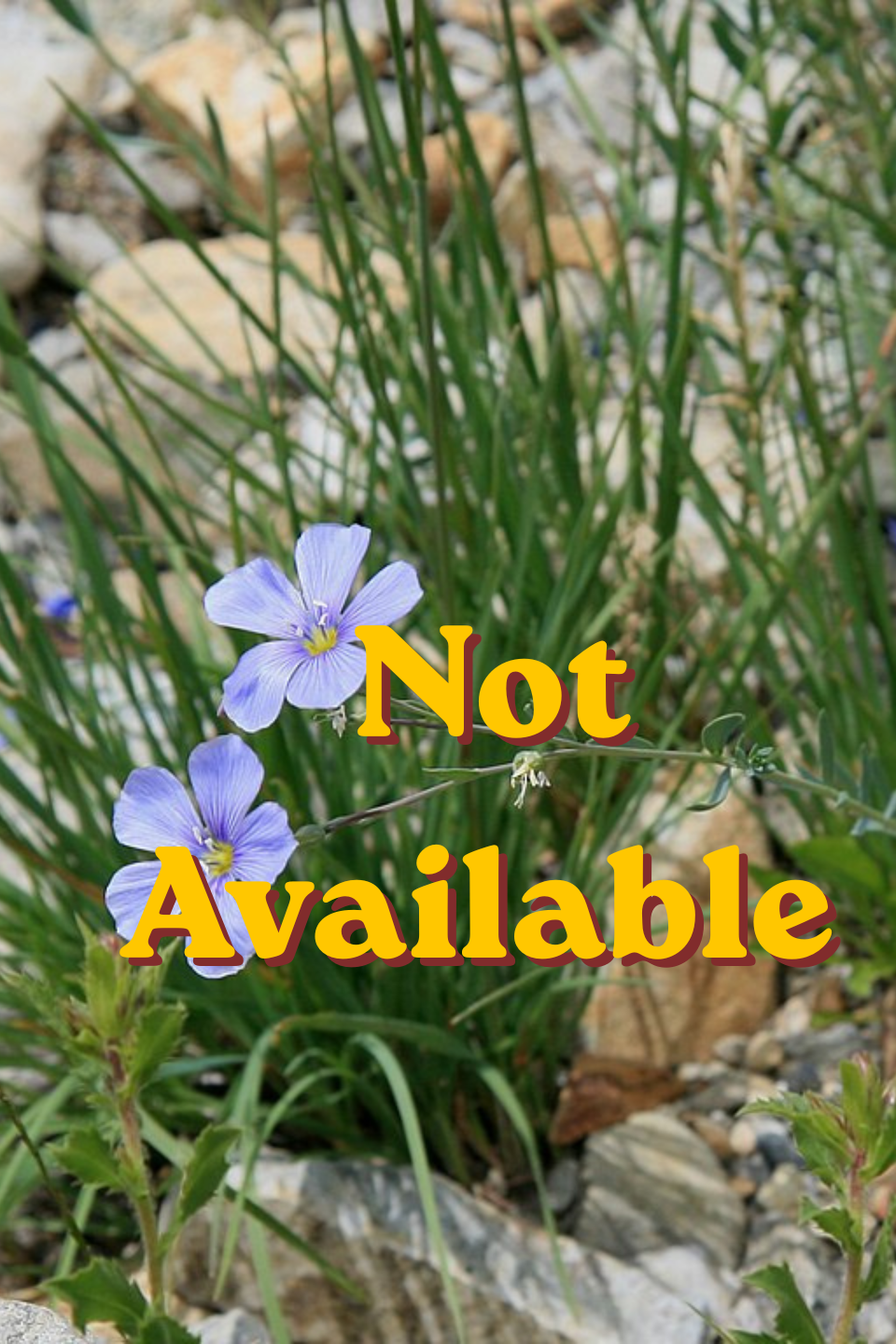 Lewis' Wild Blue Flax