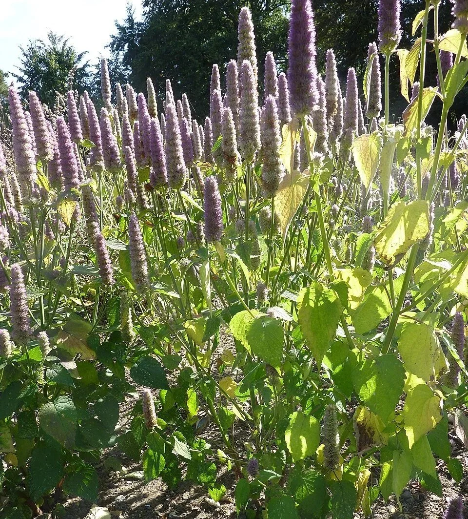 960px-Agastache_foeniculum_%27Anise_Hyssop%27_%28Labatae%29_plant.jpg