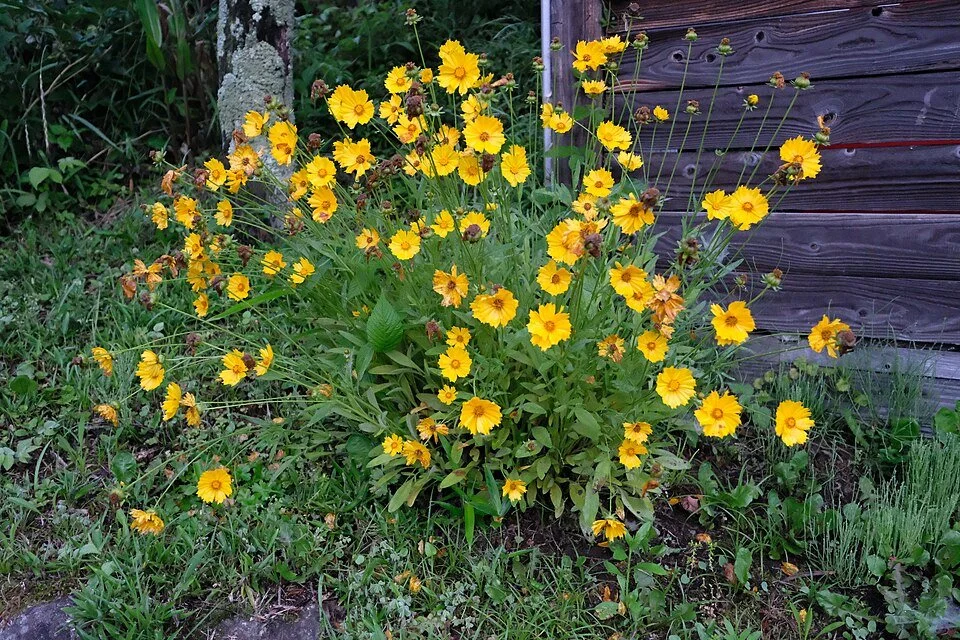 960px-Coreopsis_lanceolata,_Yufu-shi,_Oita_Prefecture,_Japan.jpg