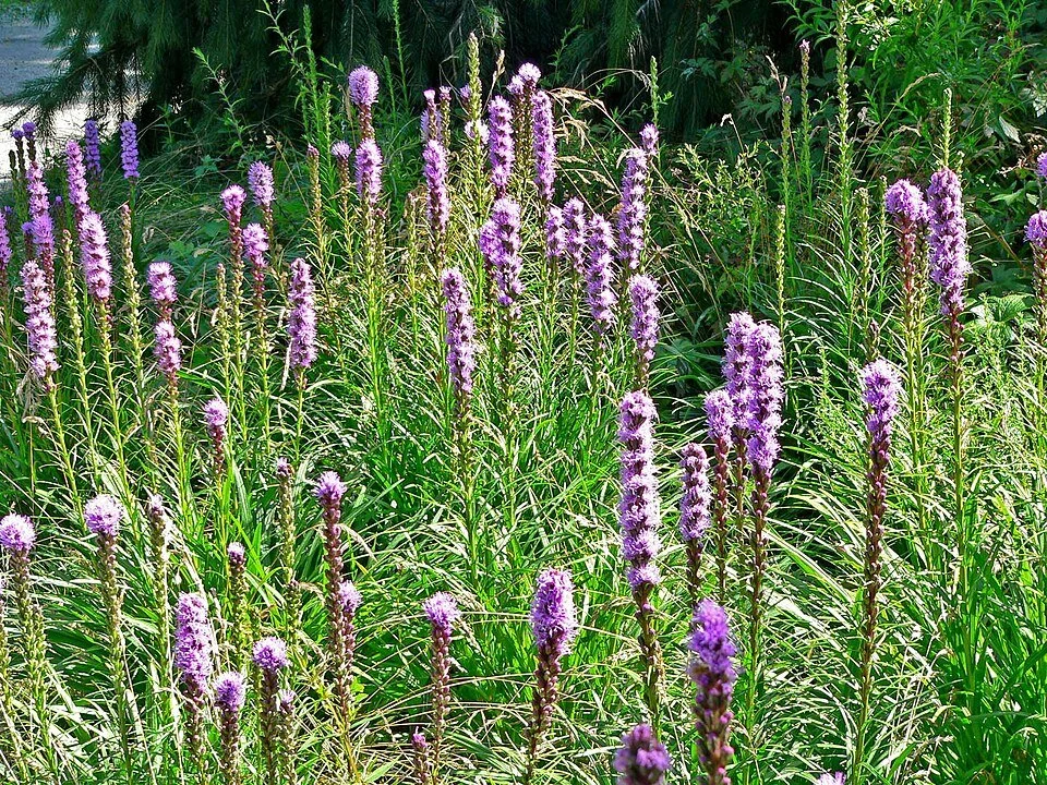960px-Liatris_spicata_3.jpg