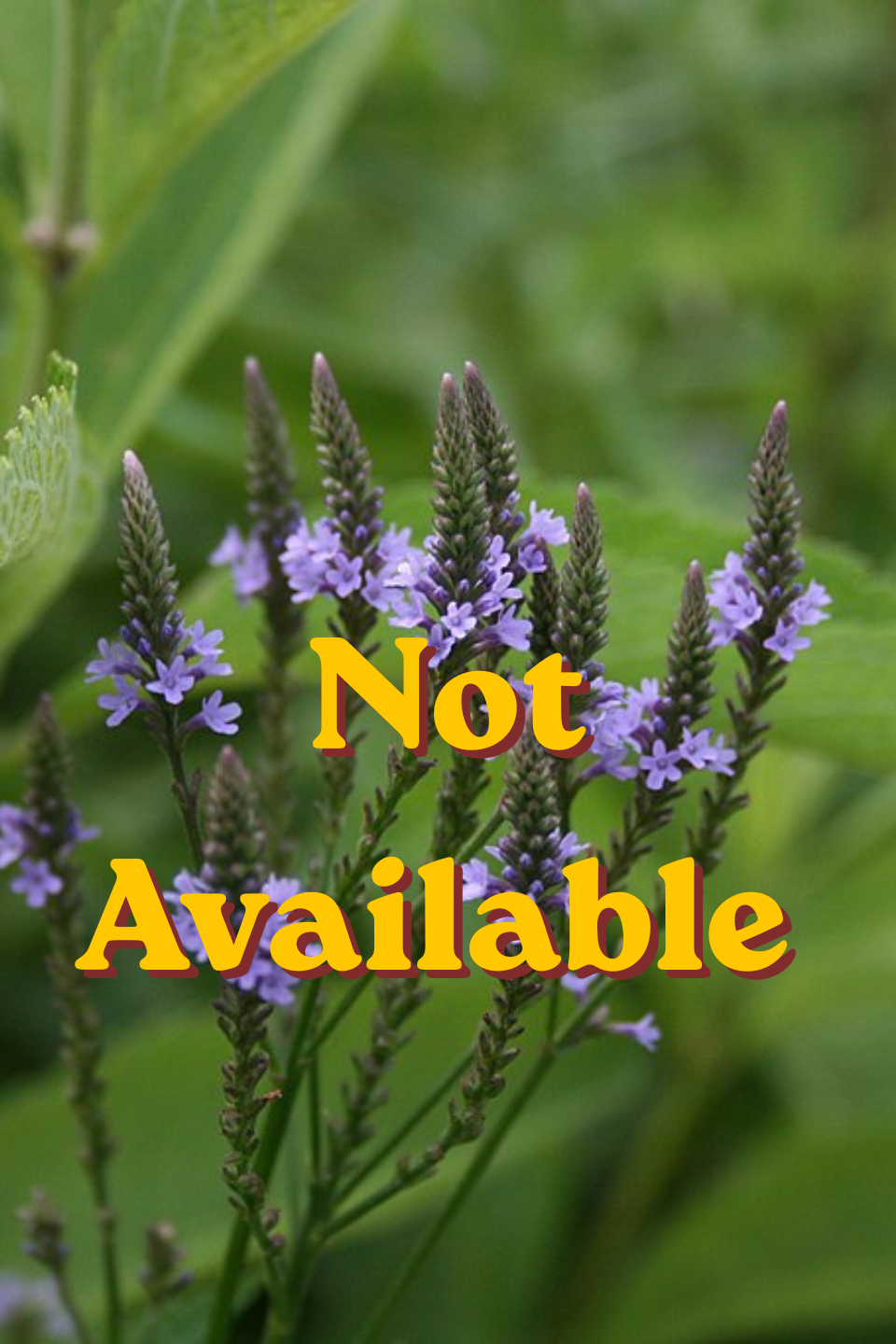Blue Vervain