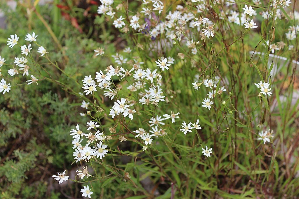 Upland White Goldenrod
