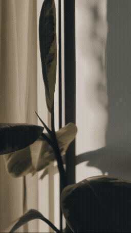 A potted plant and a curtain near a window with sunlight
