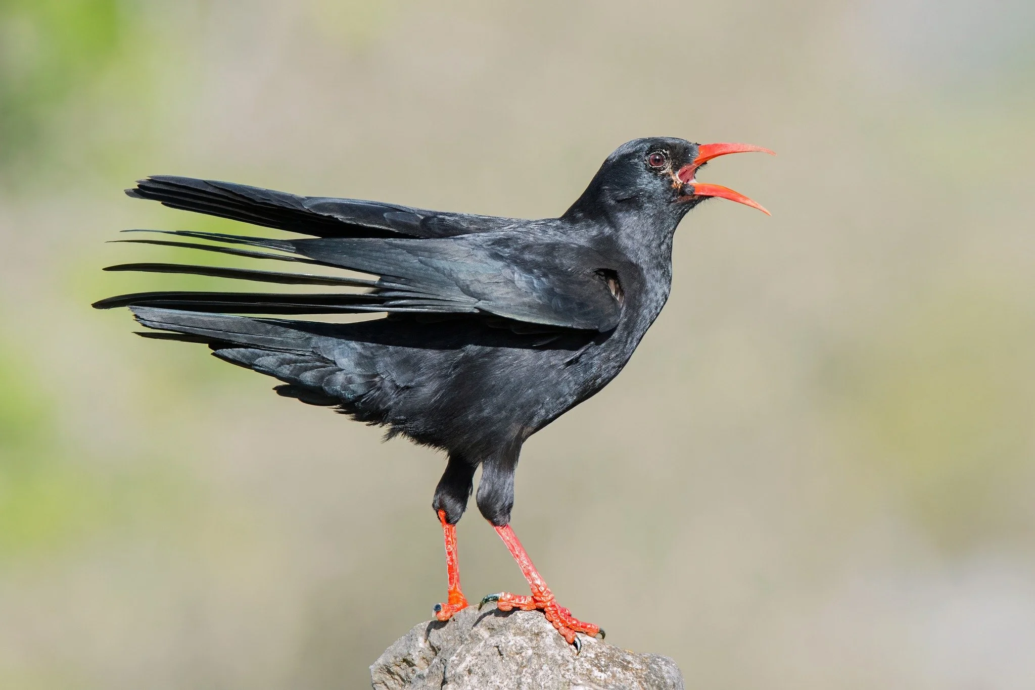 We are Chough-ed to announce that the website is now live. 🥳🥳🥳
Please cast your critical gaze upon it and let me know if you spot any mistakes or glitches. 
Link is in Bio.
 #ecology #ecologicalrestoration #cornwall #newbusiness #environment