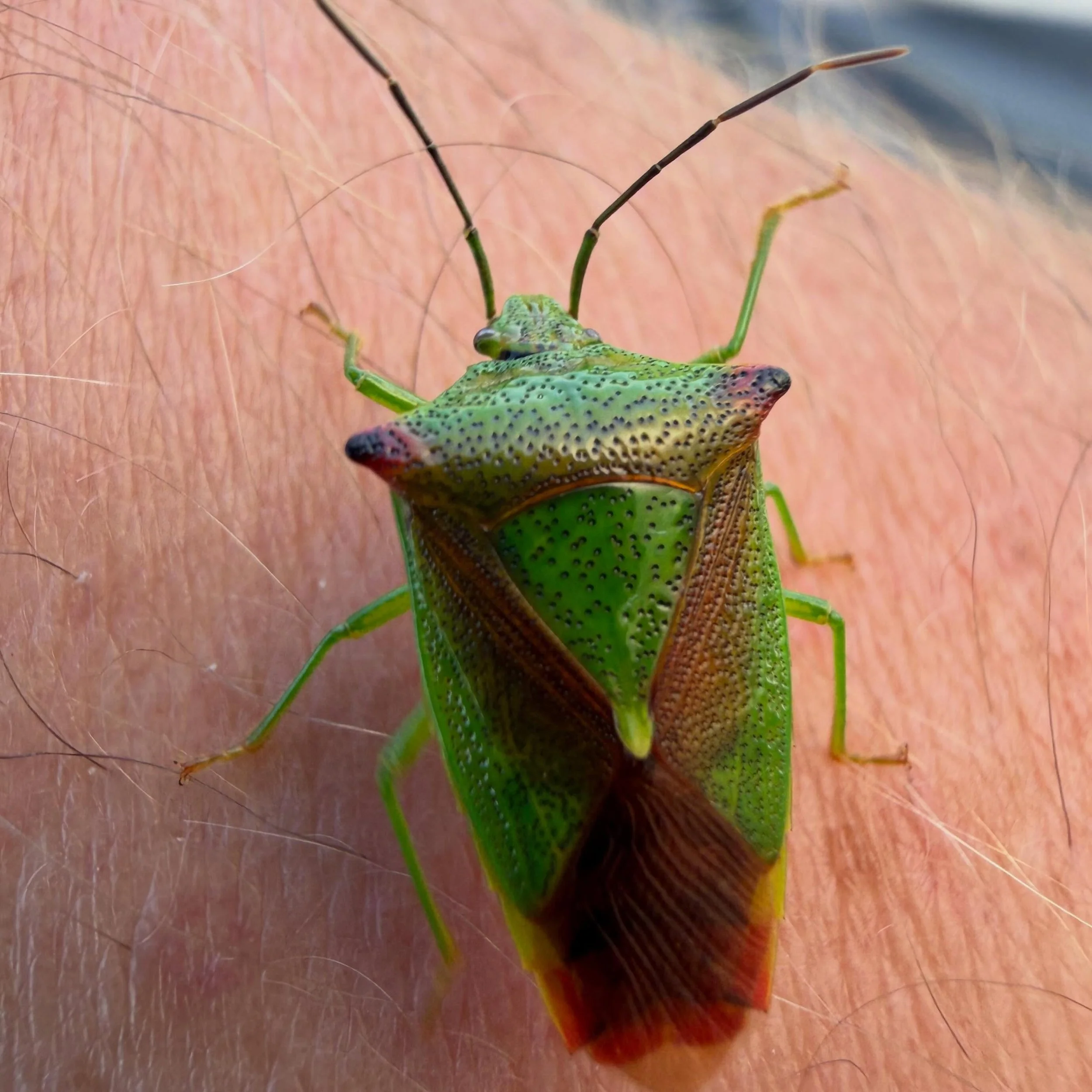 Meet the hawthorn shieldbug. Our largest and most common shieldbug. I&rsquo;d avoid trying to pop this one in your mouth! It will release a proper stank as a deterrent. This gives them the nickname of stink bug. 🤢
#hawthornshieldbug #shieldbug #stin